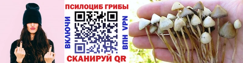 Псилоцибиновые грибы MAGIC MUSHROOMS  Пойковский 
